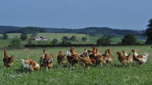 85 % des éleveurs de volailles fermières d'Auvergne sont concentrés dans l'Allier et le Puy-de-Dôme.