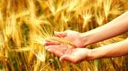 Thésame et l'Isara collaborent pour l'innovation dans l'agroalimentaire