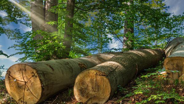 Le gestionnaire forestier Forestry lève 2 millions d’euros