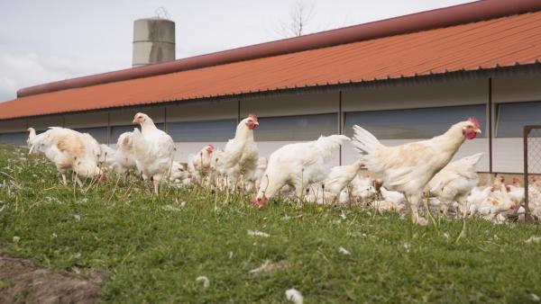 Un élevage de poulets fermiers de la Haute-Loire.